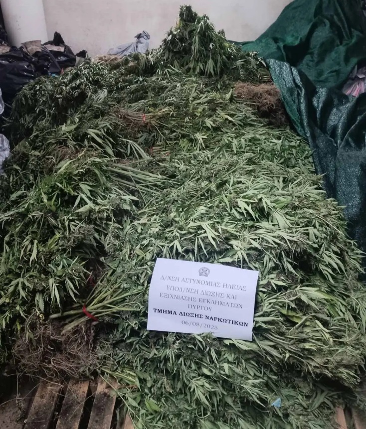 Μεγαλέμπορος ναρκωτικών καλλιεργούσε χασισόδενδρα σε Αιτωλοακαρνία και Λακωνία και διακινούσε το προϊόν σε κοσμοπολίτικο νησί του Αιγαίου - 1,3 εκατ. τα κέρδη
