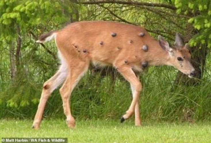 Ελάφια με εξογκώματα στο σώμα τους εντοπίστηκαν στην Πενσιλβάνια 