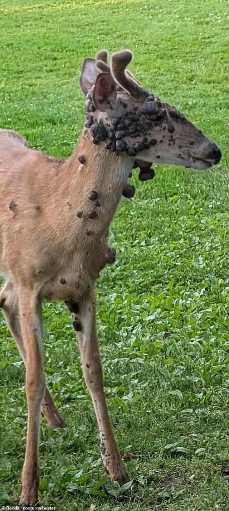 Ελάφια με εξογκώματα στο σώμα τους εντοπίστηκαν στην Πενσιλβάνια 