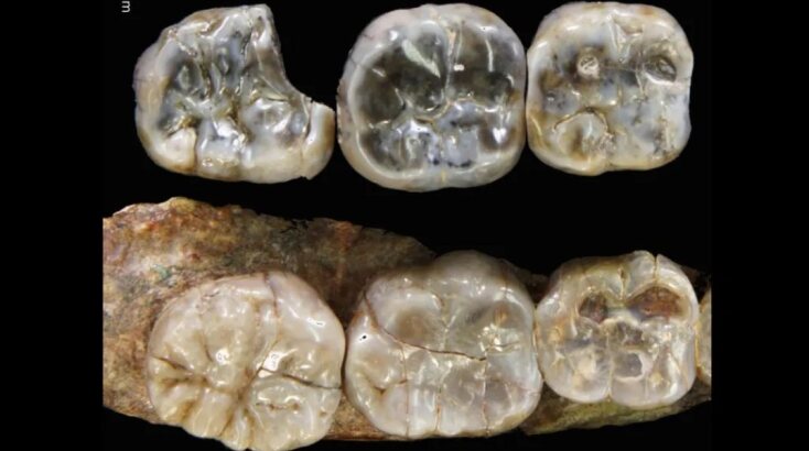 Απολιθώματα δοντιών 2,5 εκ. χρόνια πίσω αποκαλύπτουν πώς και γιατί το ανθρώπινο είδος επικράτησε 