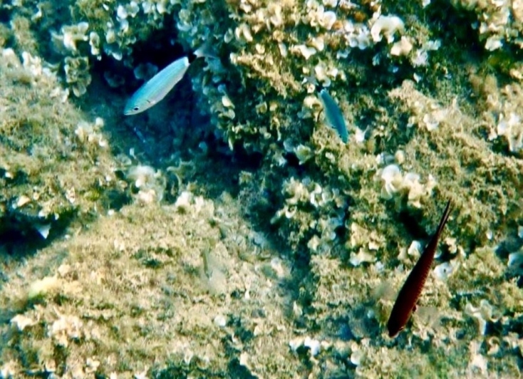 Κολύμπι στα ρηχά νερά