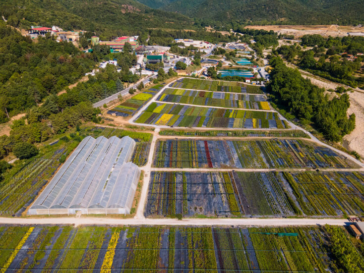 Ιδιόκτητο φυτώριο της Ελληνικός Χρυσός στην Ολυμπιάδα Χαλκιδικής