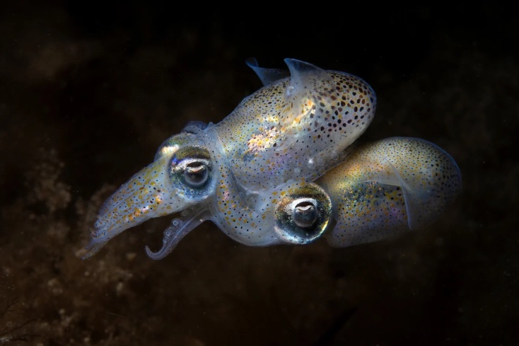 Ocean Photographer of the Year 2025: Ο Γιούρι Ιβάνοφ κέρδισε το βραβείο - Περισσότερες από 15.000 εικόνες υποβλήθηκαν από φωτογράφους σε όλο τον κόσμο