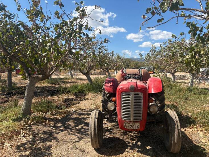 Οι φιστικιές της Megaris Goods