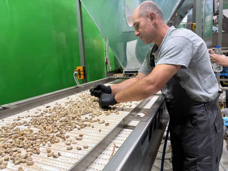 Στάδιο της επεξεργασίας του ΠΟΠ φιστικού Μεγάρων