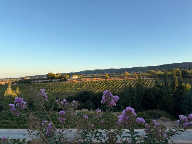Ο αμπελώνας της οικογένειας Κανιάρη