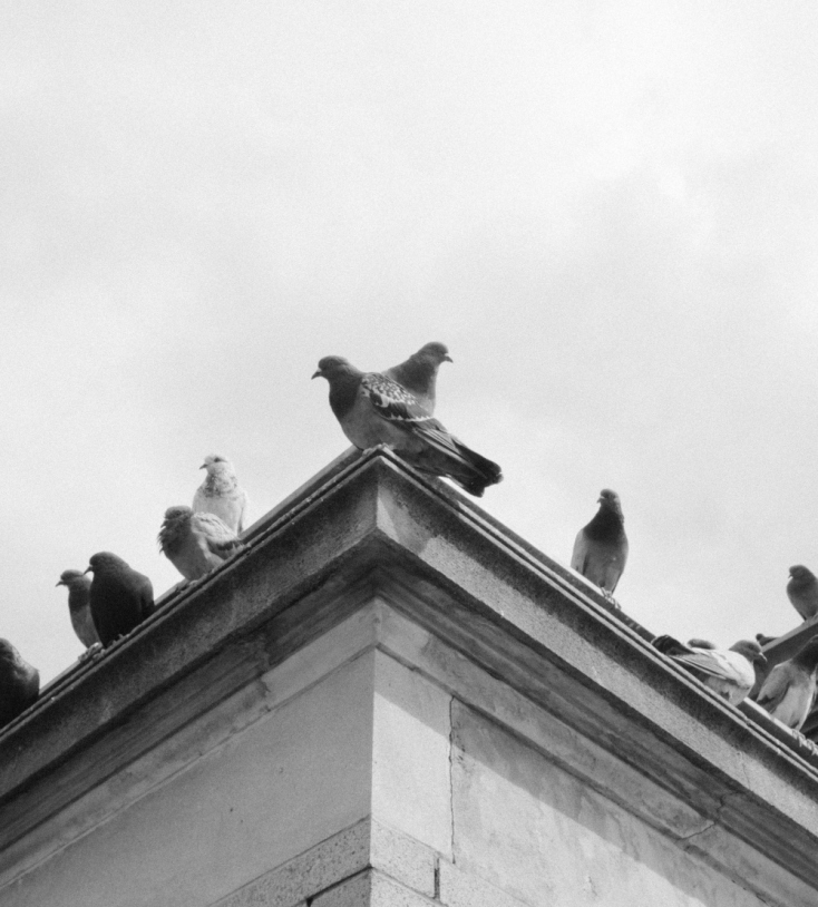 Παγκόσμια Ημέρα Ζώων