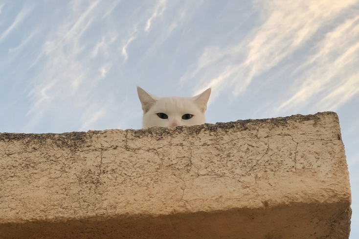 Παγκόσμια Ημέρα Ζώων