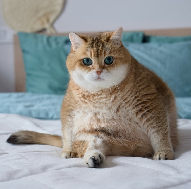 Hosico