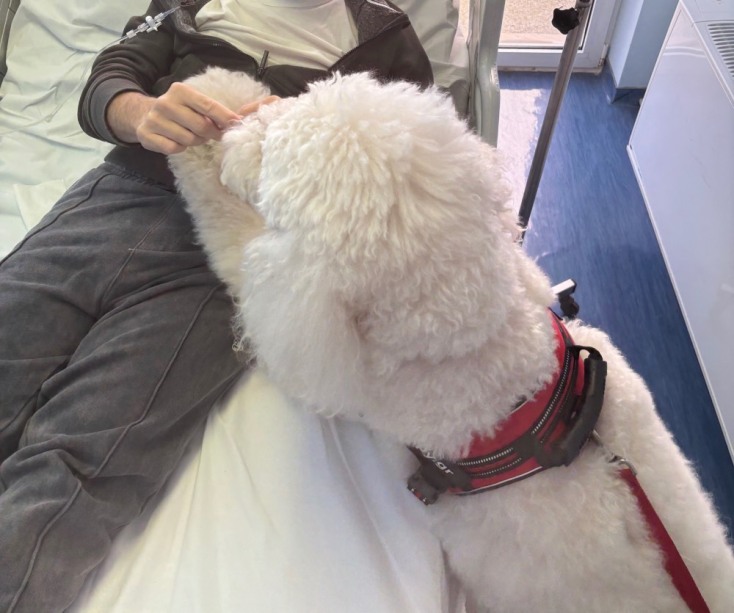 Σκύλος θεραπείας του Dogtherapy επισκέπεται ασθενή 