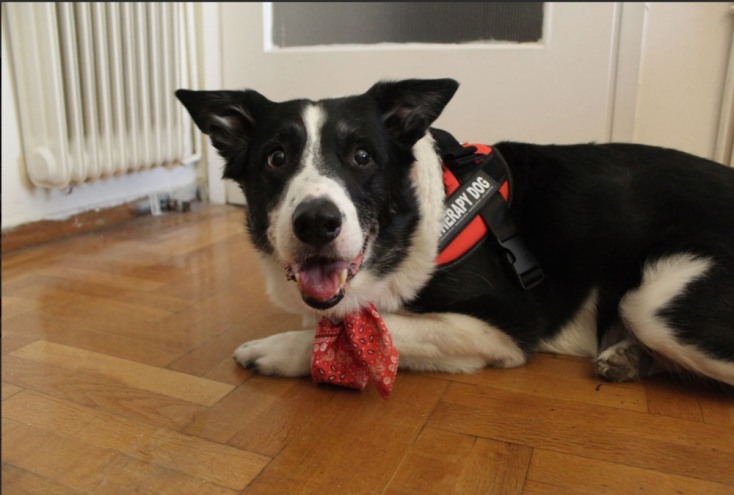 Σκύλος θεραπείας του Therapy Dogs