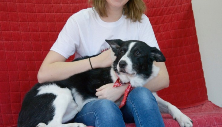 Σκύλος θεραπείας του Therapy Dogs