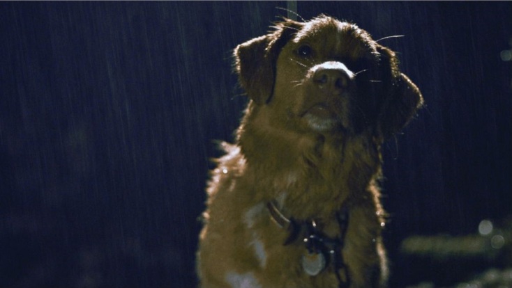 Good Boy: Το πιο αναμενόμενο θρίλερ της χρονιάς έρχεται στις αίθουσες από το Cinobo