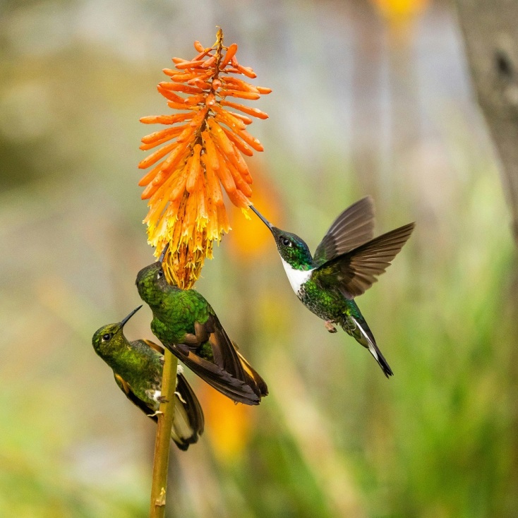 Ευρωπαϊκή γιορτή των πουλιών 2025: Η φύση γιορτάζει τον Οκτώβριο