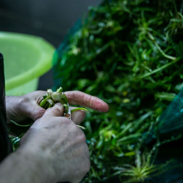 Θαλασσινός