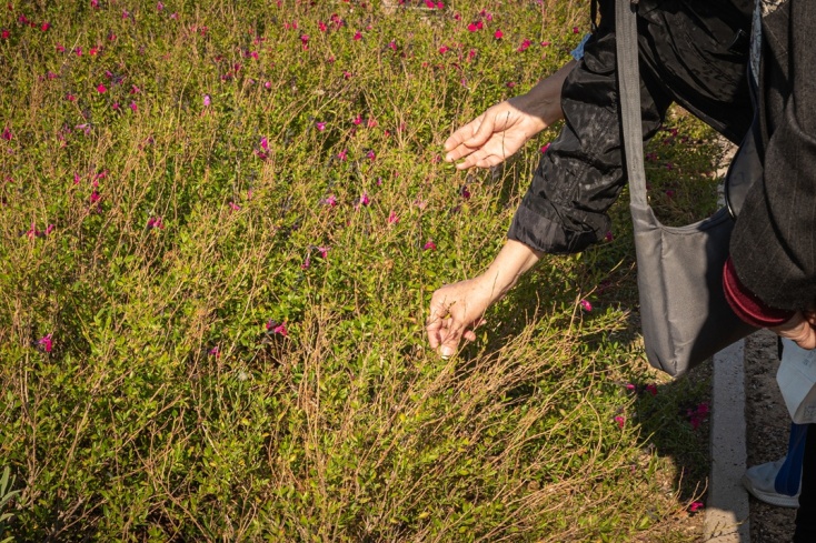 Χέρι ηλικιωμένου ακουμπά φυτά στο Πάρκο Σταύρος Νιάρχος