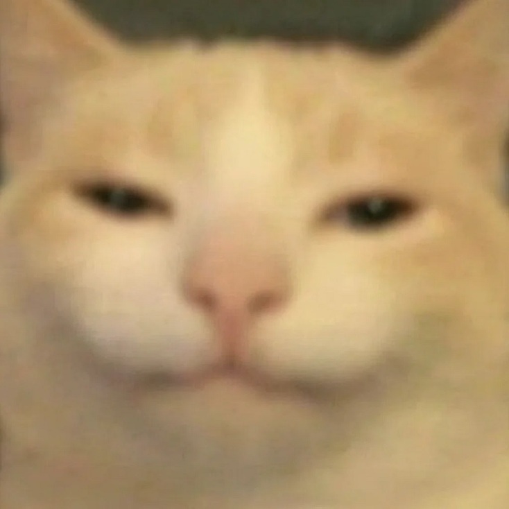 Αλλά οι γάτες…