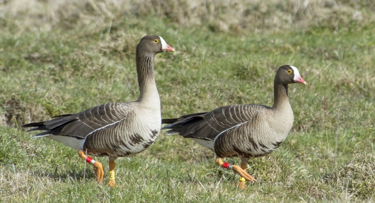 Αλεξανδρούπολη: Οι Νανόχηνες «προσγειώθηκαν» στα σχολεία της πόλης