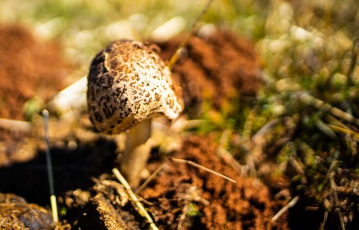  Βάλια Κάλντα