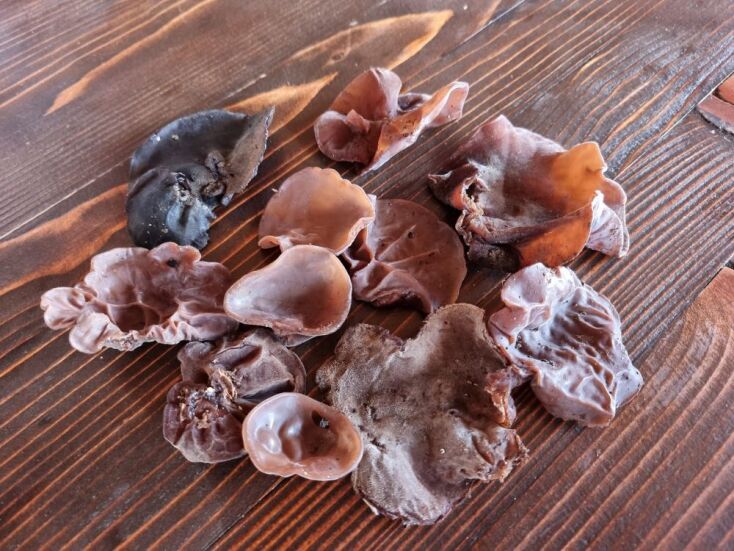 Λάλος: Ο άρχοντας των μανιταριών βρίσκεται στο ορεινό Σιδηρόνερο της Δράμας