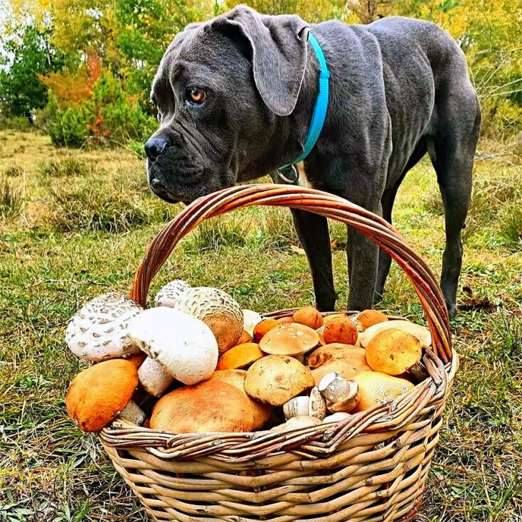 Λάλος: Ο άρχοντας των μανιταριών βρίσκεται στο ορεινό Σιδηρόνερο της Δράμας