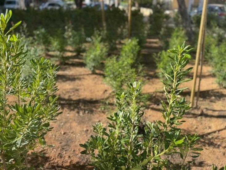 Ο Άλιμος πρασινίζει με 530 νέα φυτά στον πεζόδρομο Αγίου Δημητρίου