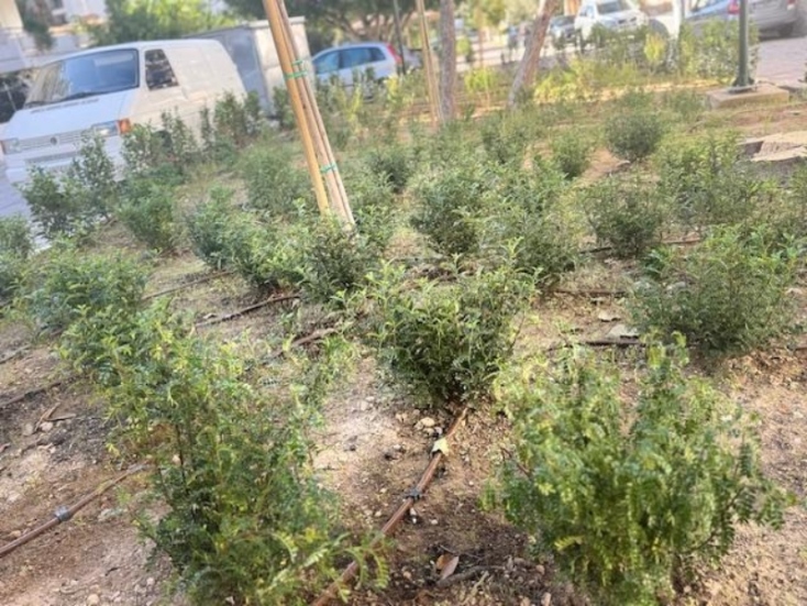 Ο Άλιμος πρασινίζει με 530 νέα φυτά στον πεζόδρομο Αγίου Δημητρίου