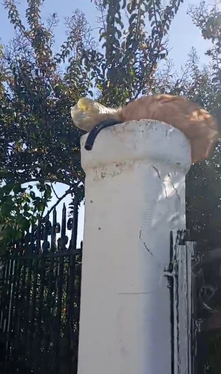 Γάτες παγιδεύονται μέσα σε πλαστικά μπουκάλια