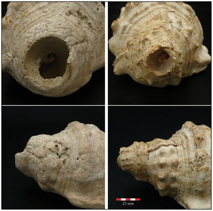 Κοχύλια ηλικίας 6.000 ετών στην Ισπανία ίσως αποτελούν τα αρχαιότερα μουσικά όργανα και μέσα επικοινωνίας στην Ευρώπη - Τα ευρήματα των αρχαιολόγων