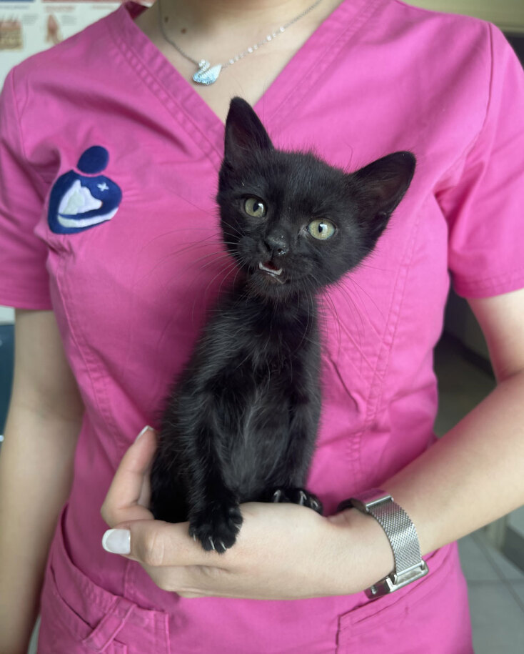 Η σηµασία των τακτικών κτηνιατρικών επισκέψεων για τη γάτα σας