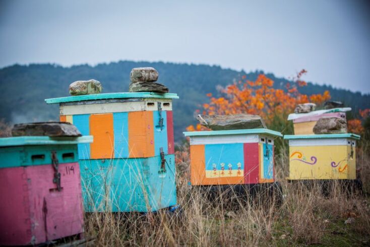 Μέλι ΑΤΤΙΚΗ