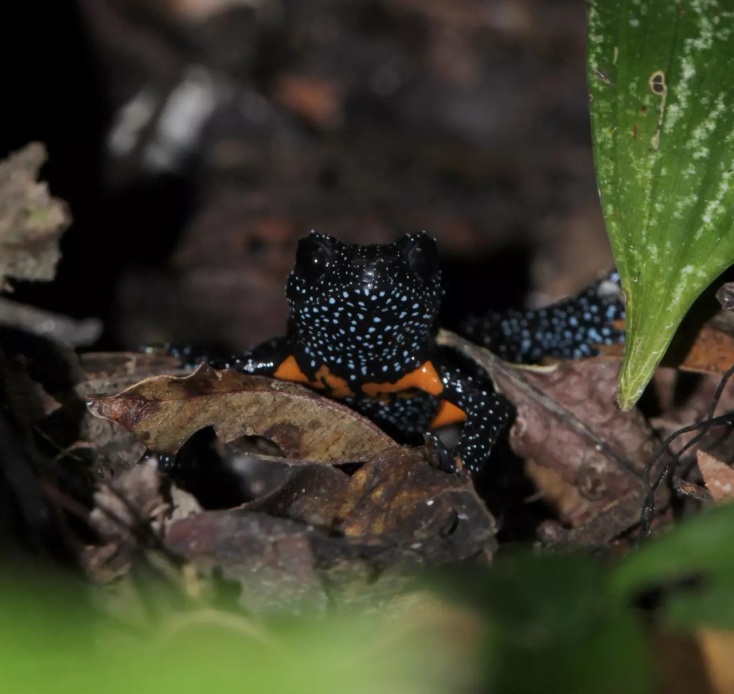 Σπάνιοι βάτραχοι - γαλαξίες στην Ινδία εξαφανίστηκαν μετά την καταστροφή του βιότοπού τους από φωτογράφους που κυνηγούσαν την «τέλεια» λήψη.