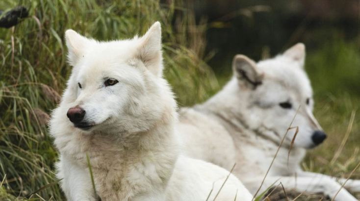 Ανταρόλυκος