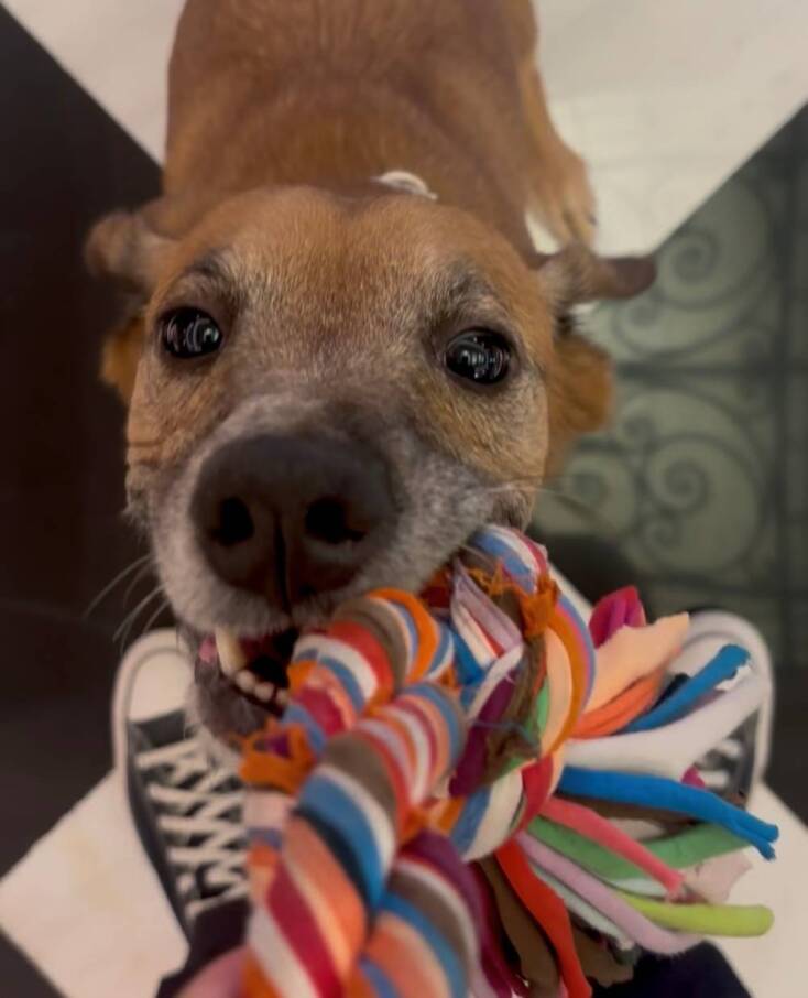 Τα κατοικίδια του Μεγάρου Μαξίμου 