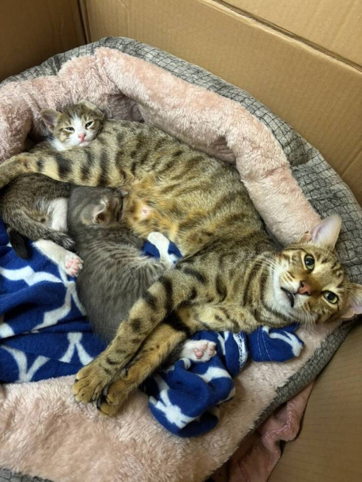 Τα κατοικίδια του Μεγάρου Μαξίμου 