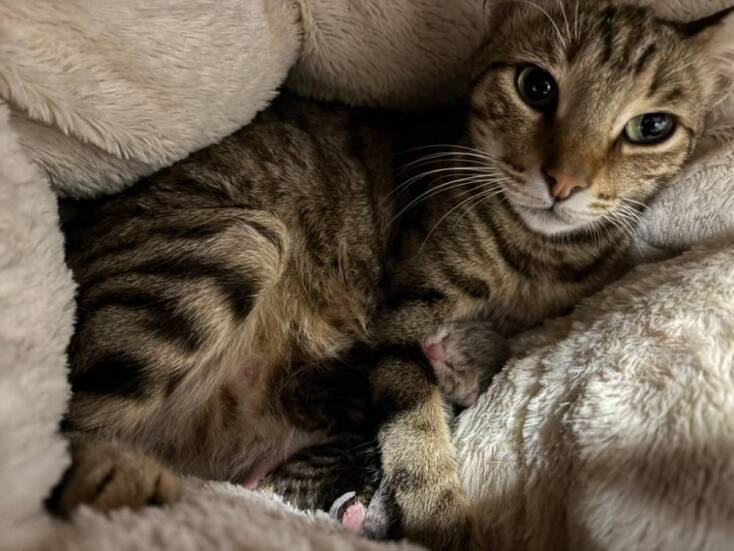 Τα κατοικίδια του Μεγάρου Μαξίμου 