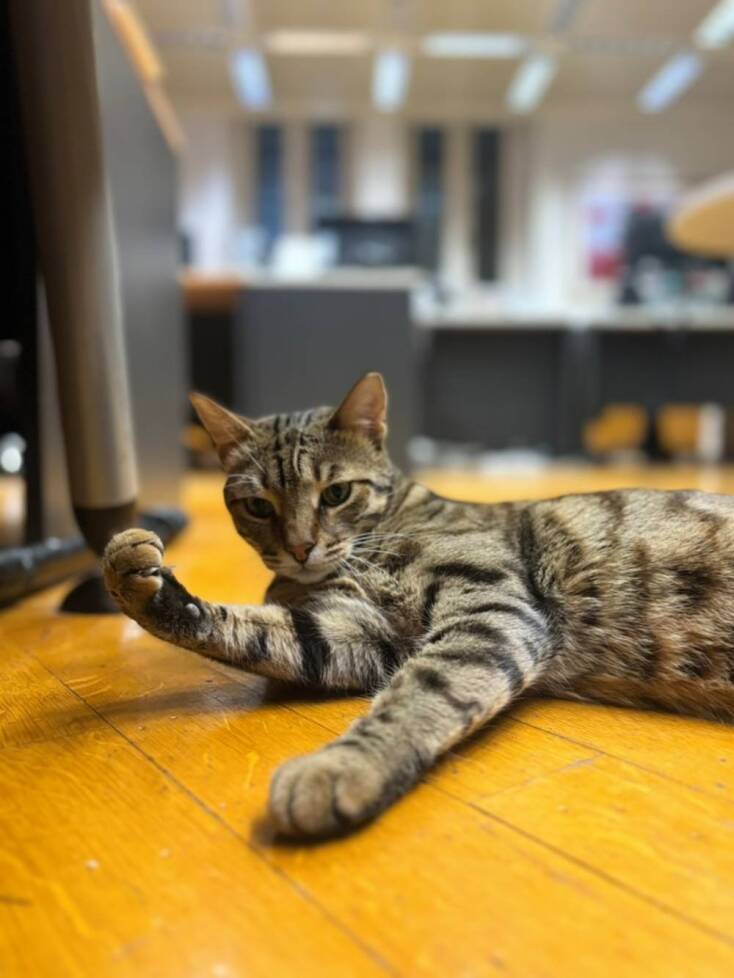 Τα κατοικίδια του Μεγάρου Μαξίμου 