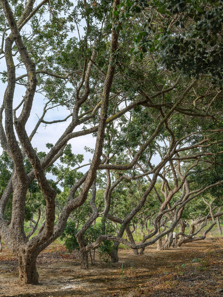 Καλαμωτή της Χίου