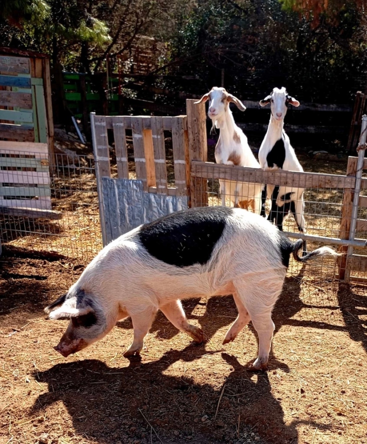 Φάρμα Βρούβα