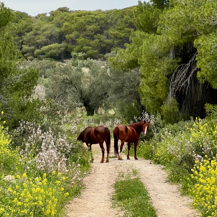 Φάρμα Βρούβα