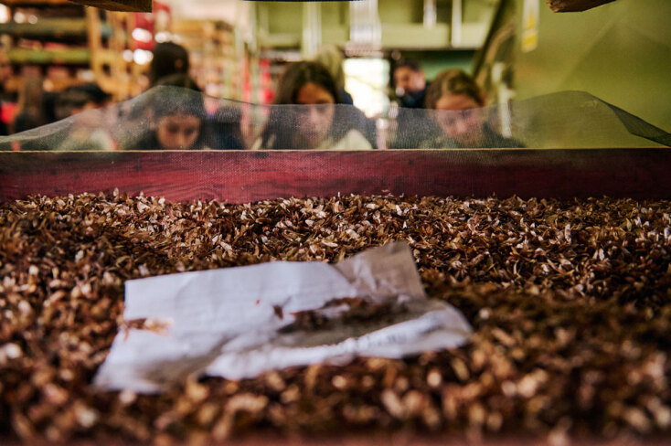 Αναδάσωση της Motor Oil