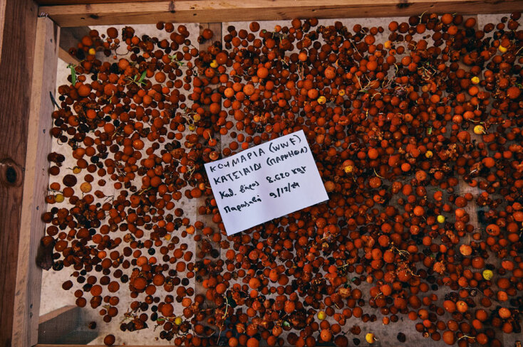 Αναδάσωση της Motor Oil