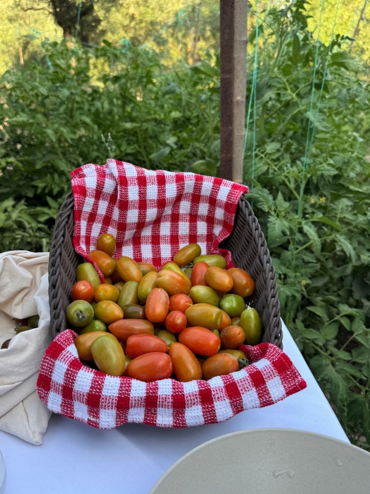 Ντομάτες
