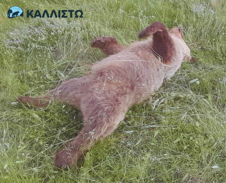 Νεκρό αρκουδάκι στην Κοζάνη από πυροβόλο όπλο