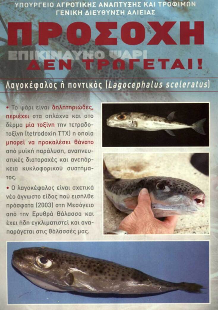 Η αφίσα του υπουργείου Αγροτικής Ανάπτυξης και Τροφίμων για τον λαγοκέφαλο στην Ελλάδα