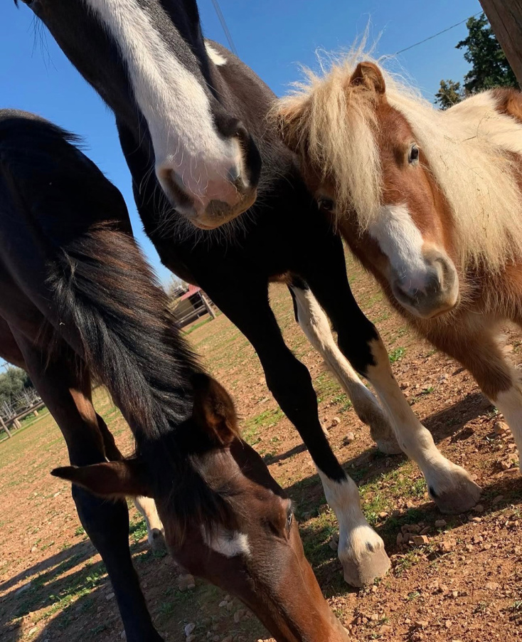 Pilates With Horses Athens