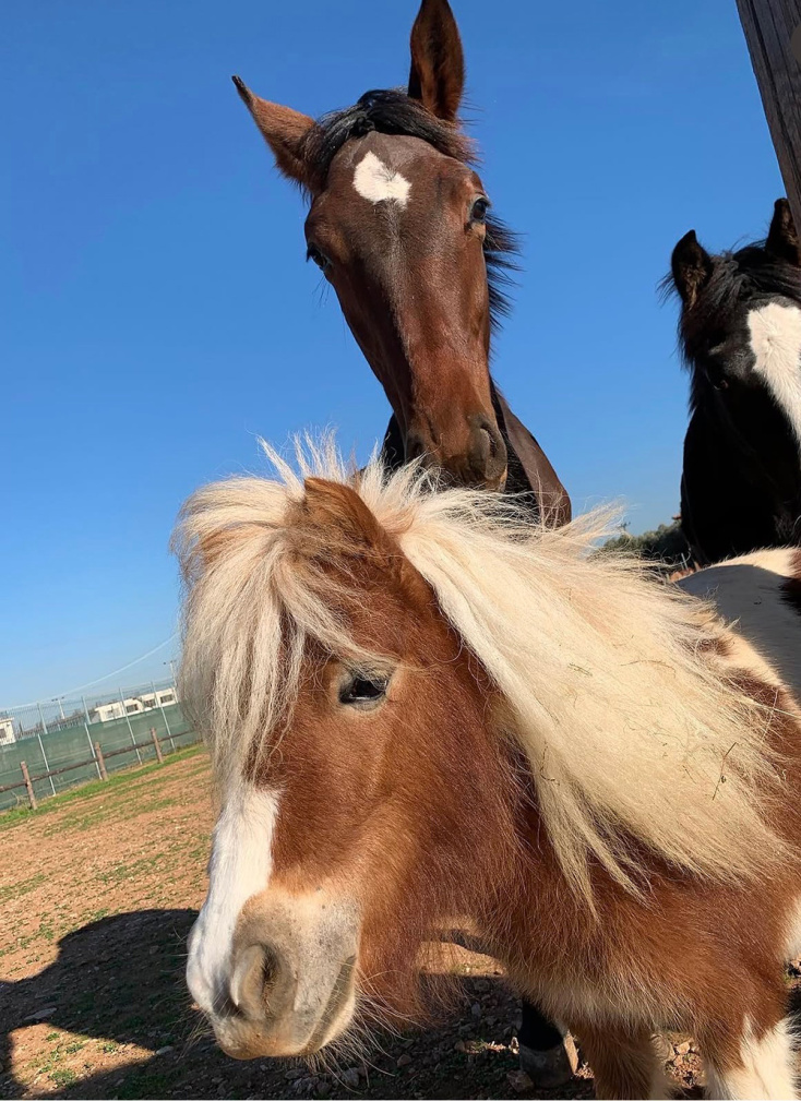 Pilates With Horses Athens