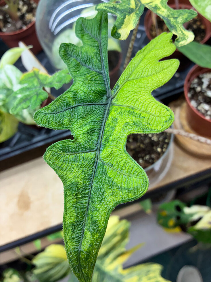 «My tropical plant» στη Θεσσαλονίκη