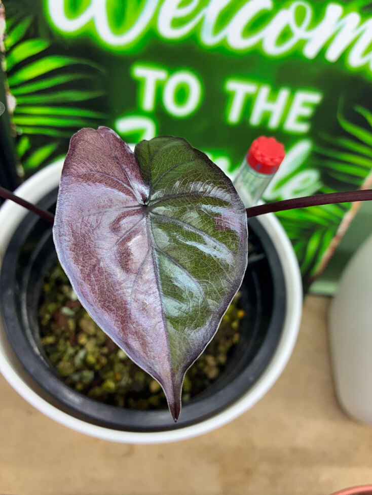 «My tropical plant» στη Θεσσαλονίκη