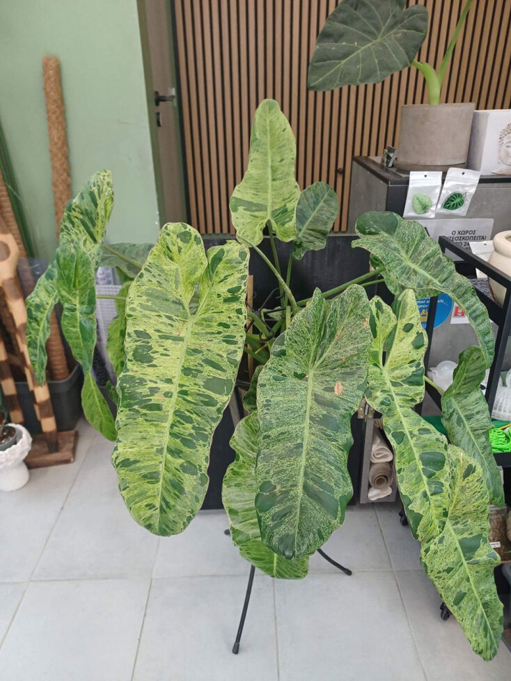 «My tropical plant» στη Θεσσαλονίκη